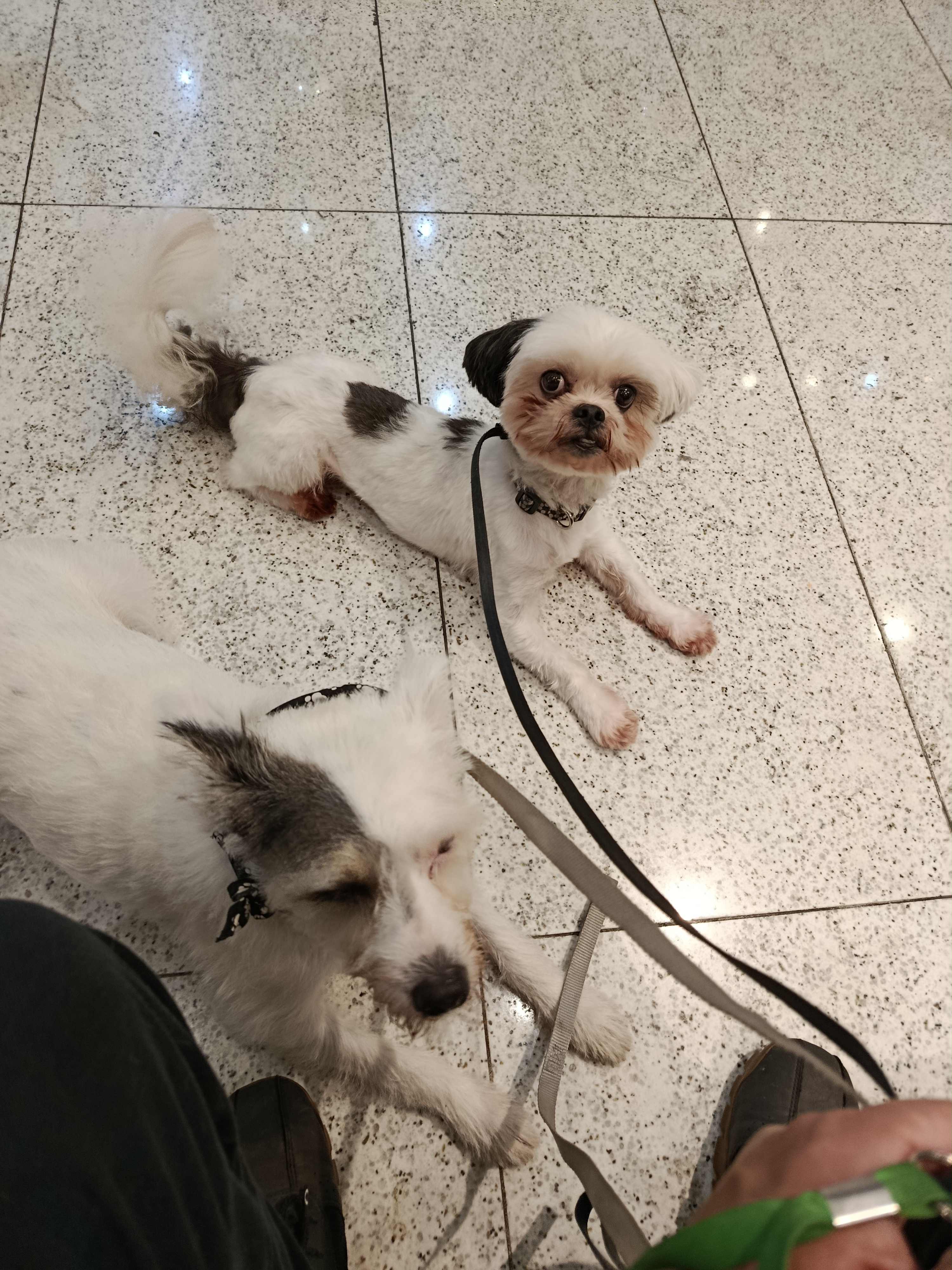Cão em atividade com seu adestrador