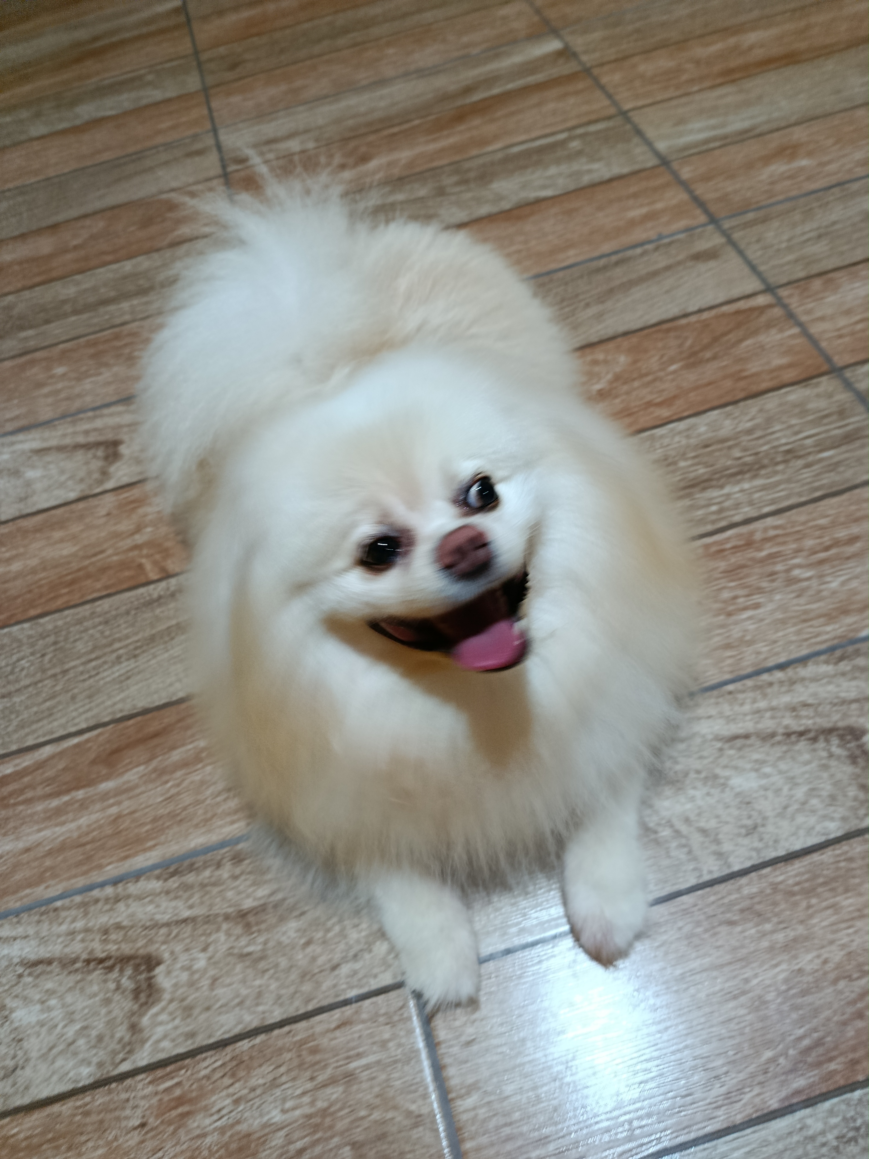 Cão em um momento de aprendizado