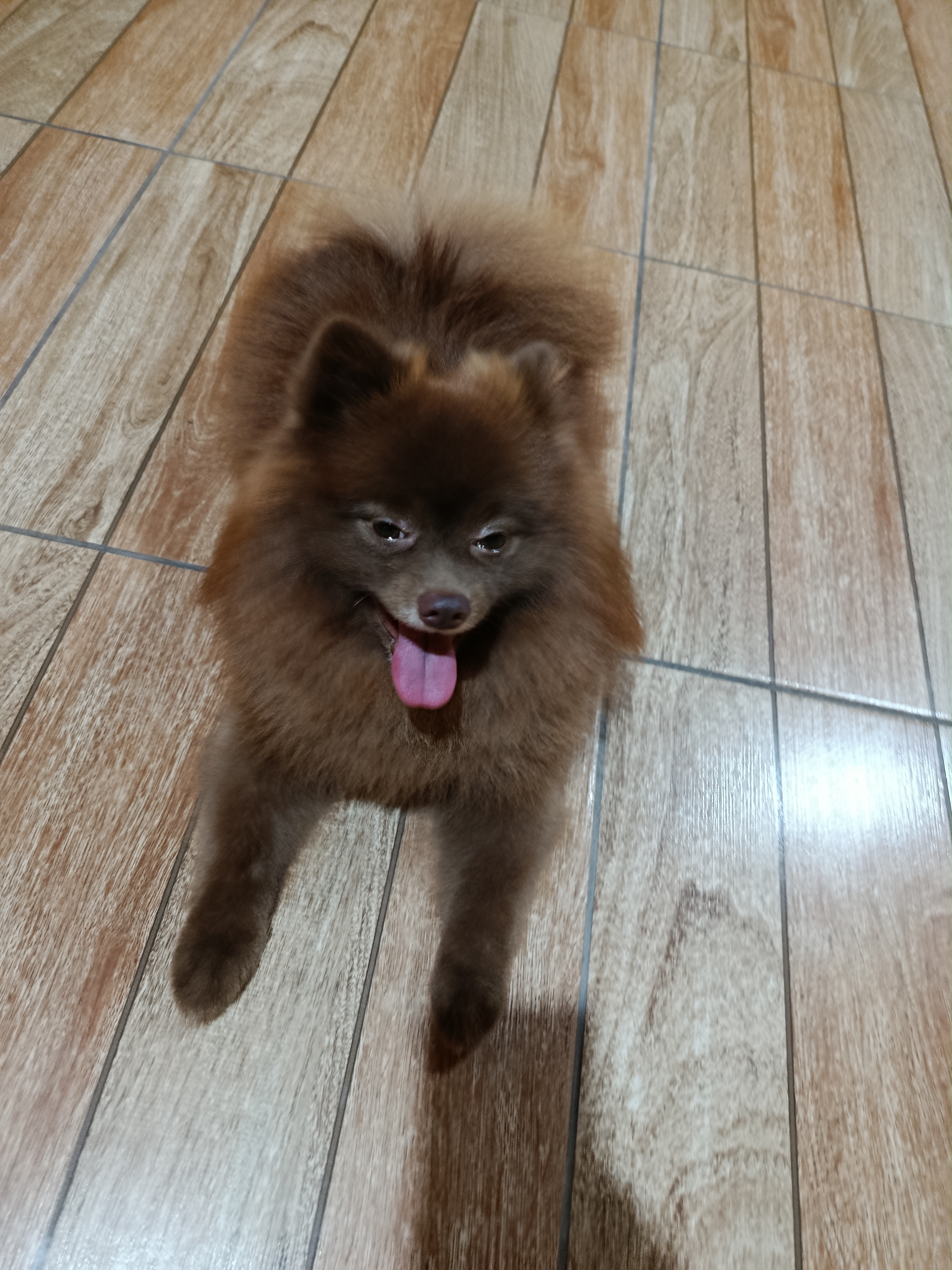 Treinamento com um cão