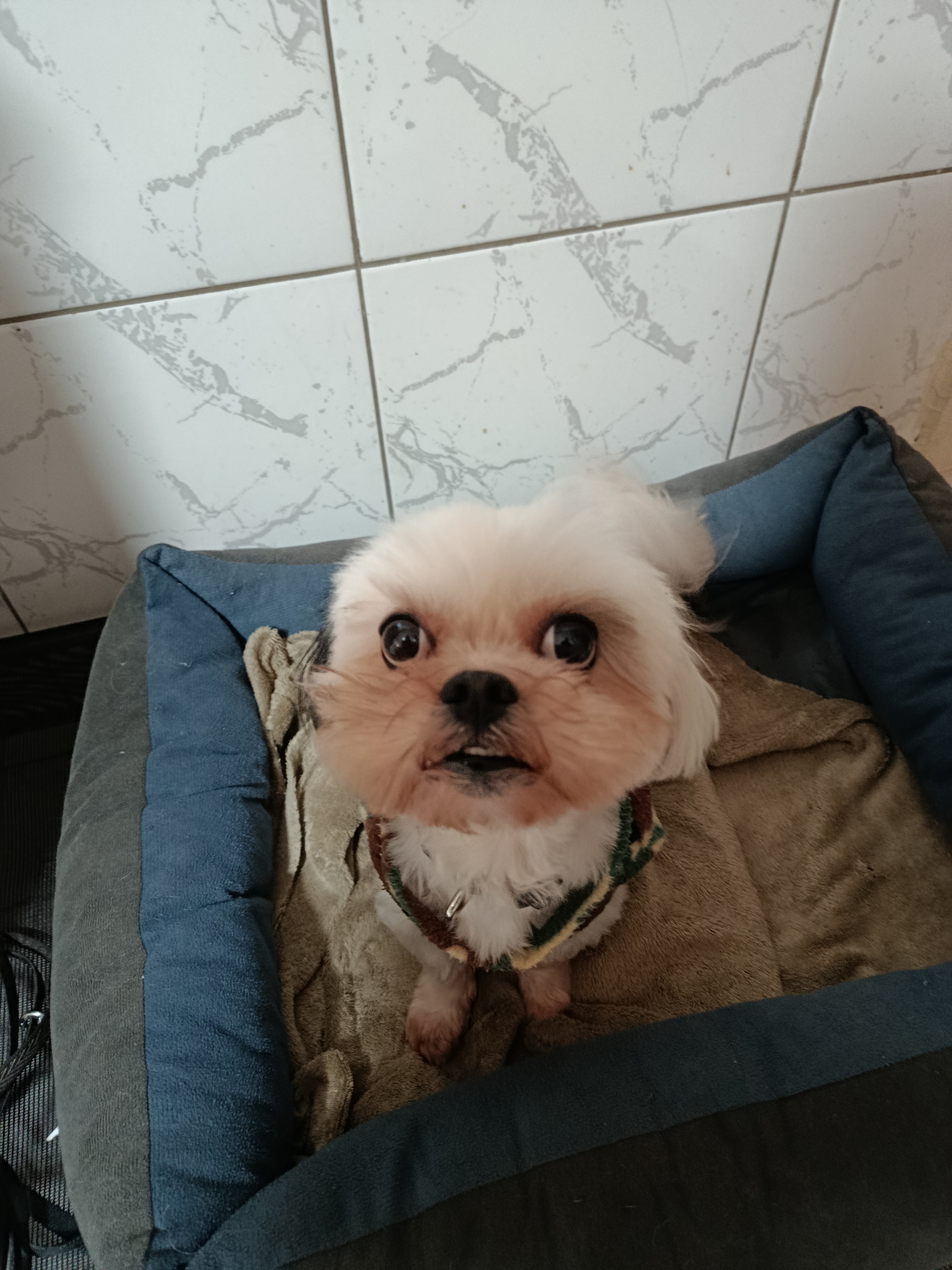Cão em uma sessão de adestramento