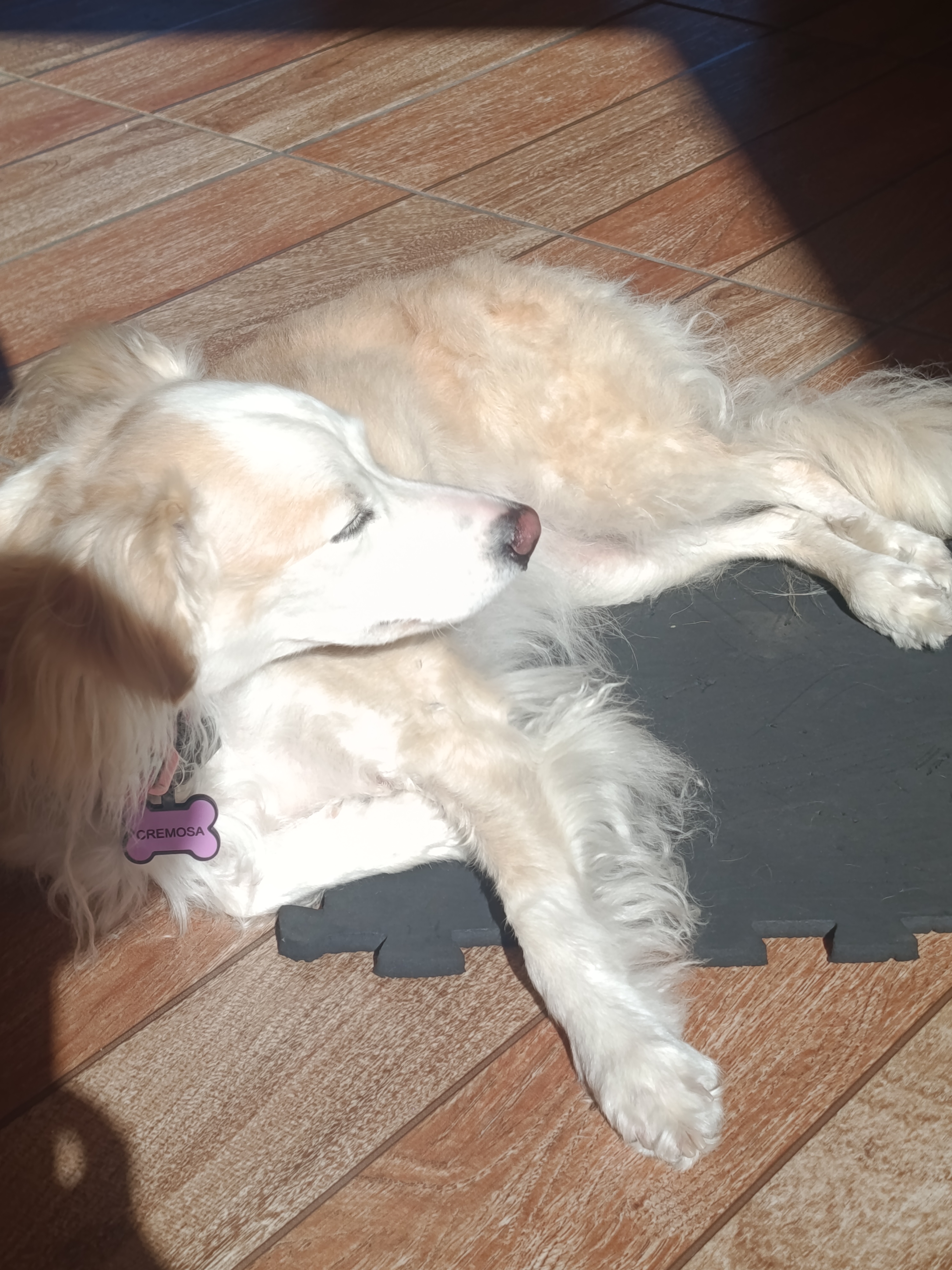 Cão durante uma atividade de adestramento