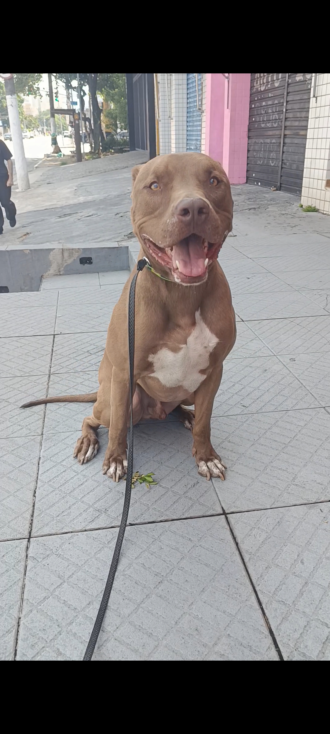 Cão acompanhado em um exercício